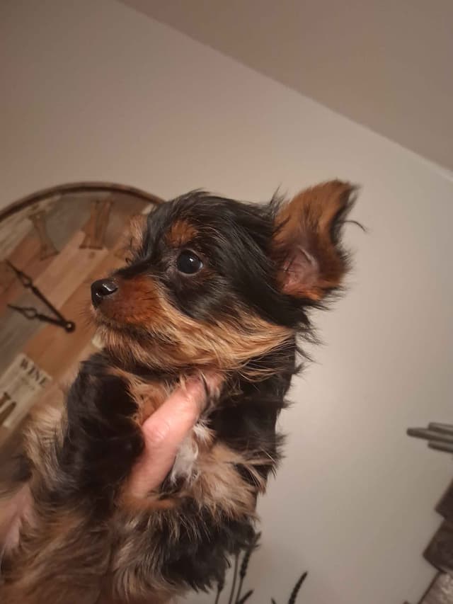 Yorkshire Terrier Puppies media 6