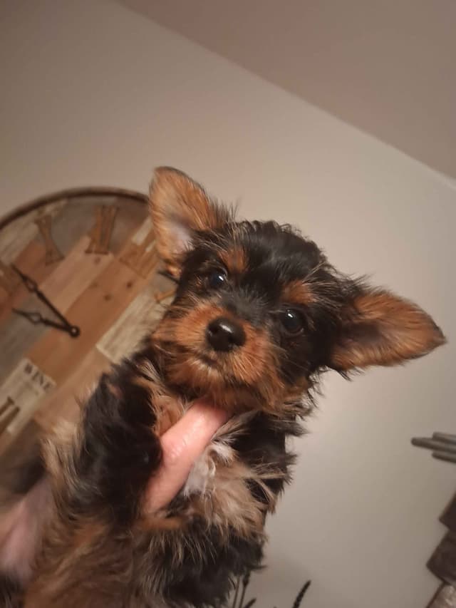 Yorkshire Terrier Puppies media 7