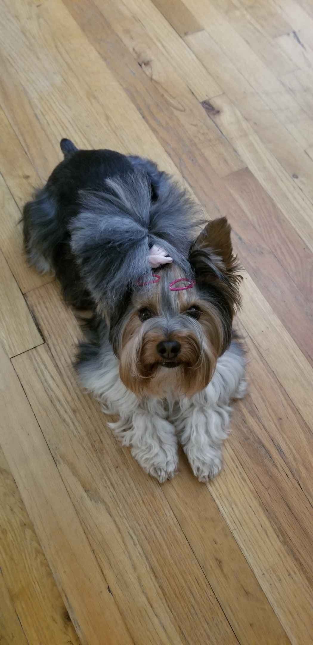 Yorkshire Terrier Puppies breeder image 3