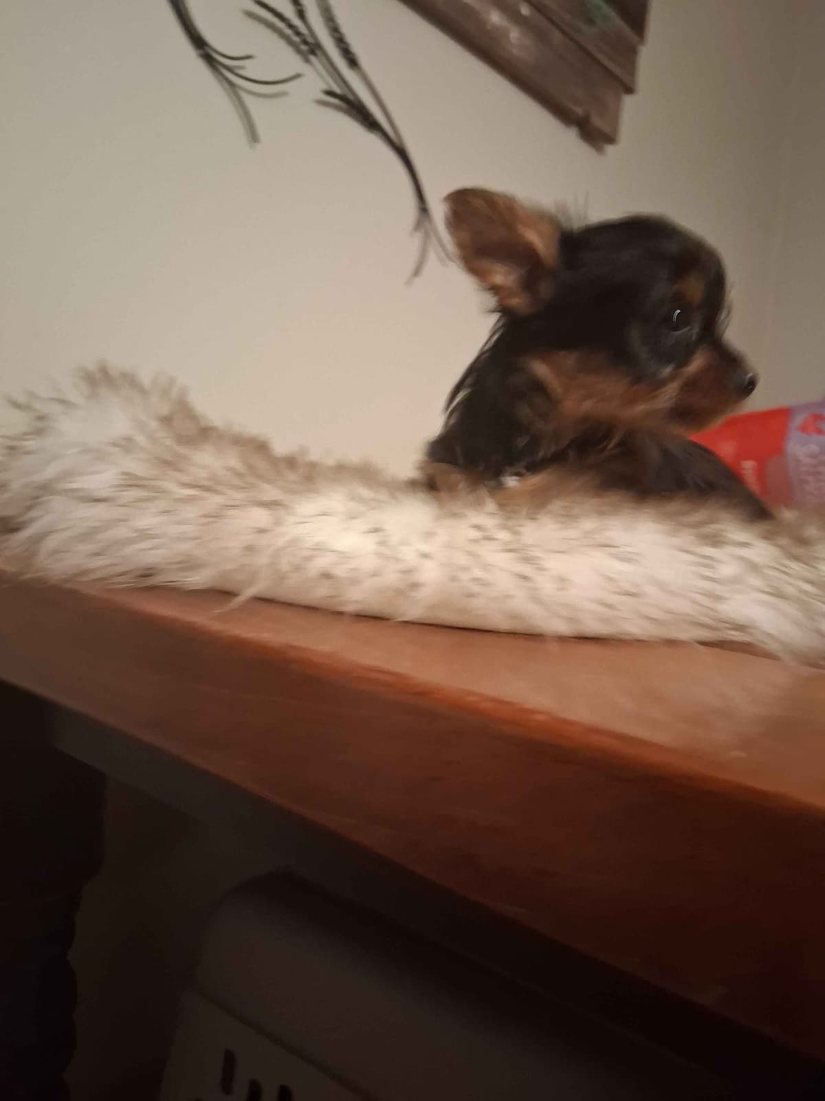 Yorkshire Terrier Puppies breeder image 5