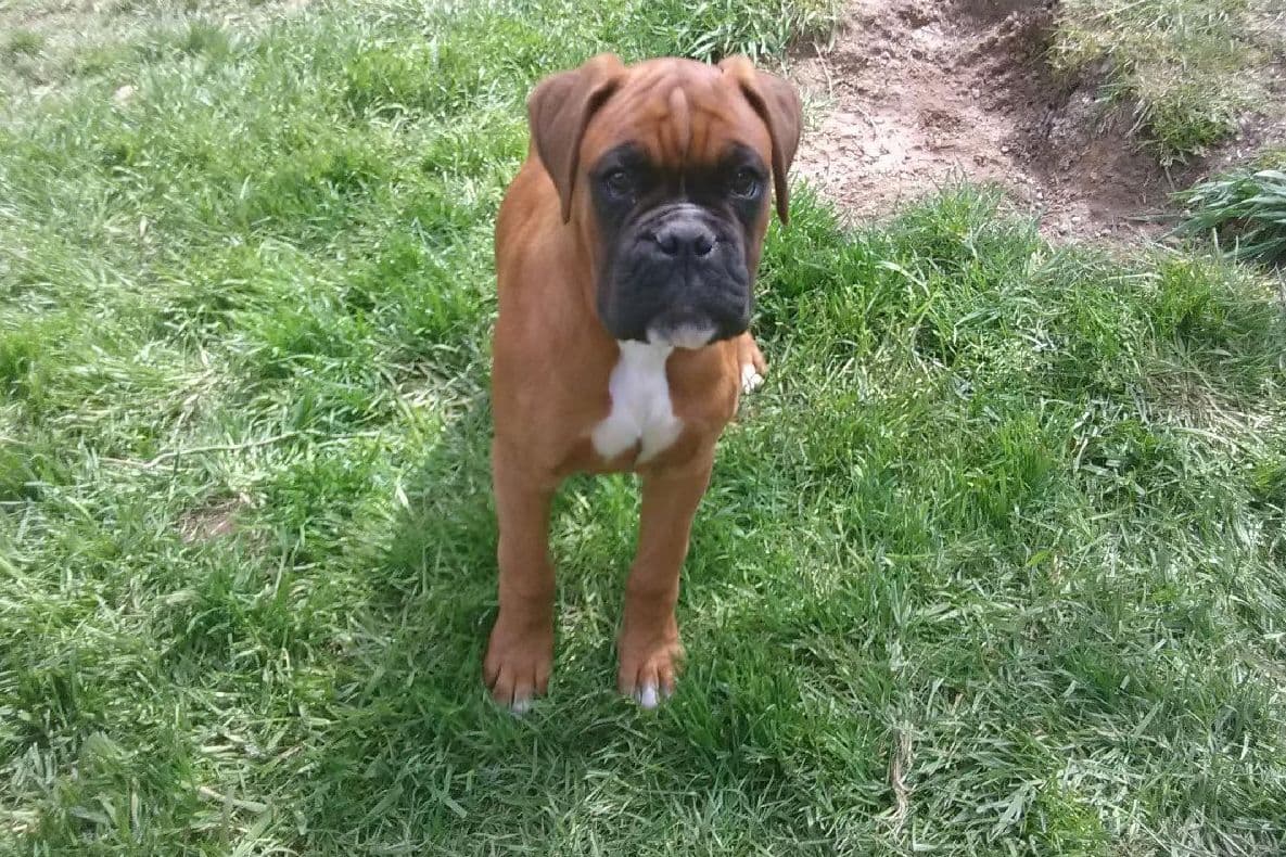 French Bulldog Puppies breeder image 2