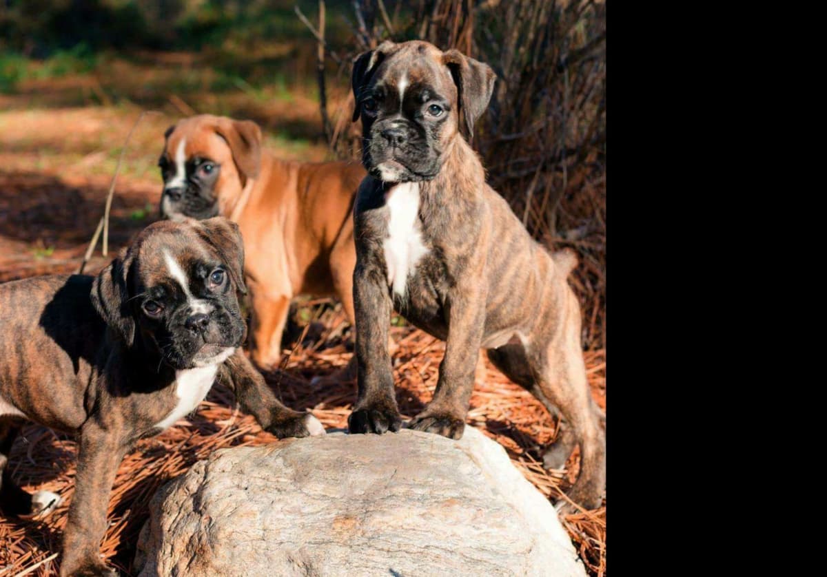 French Bulldog Puppies breeder image 1