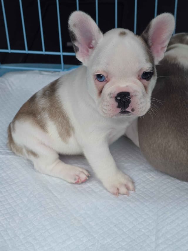 French Bulldog Puppies media 2