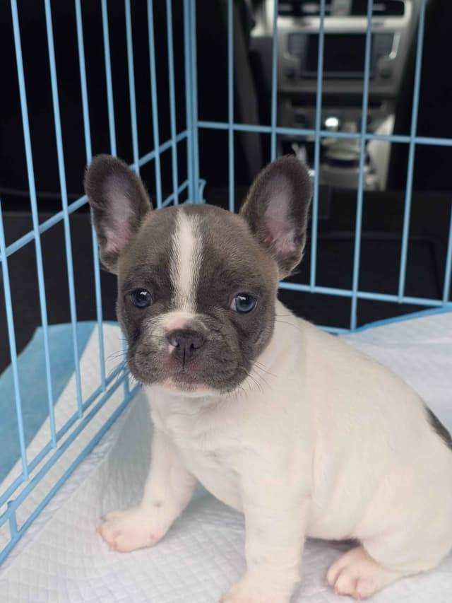 French Bulldog Puppies media 3