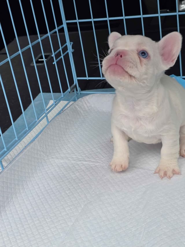 French Bulldog Puppies media 4