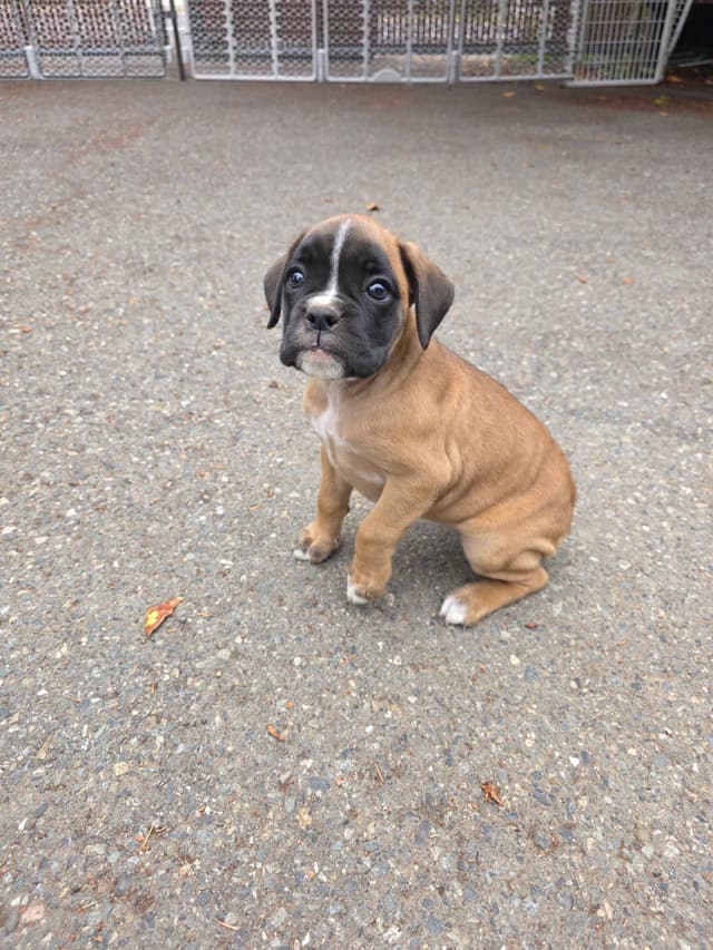 Boxer Puppies media 4