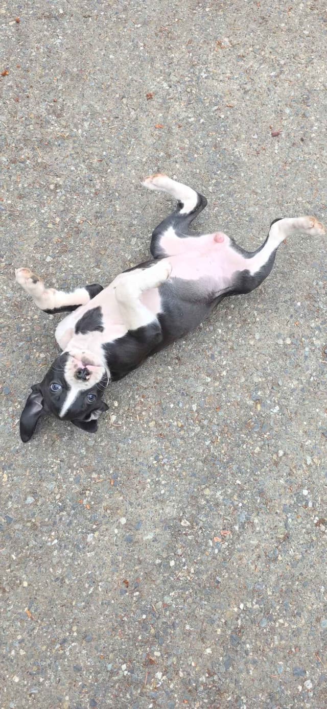 Boxer Puppies media 2
