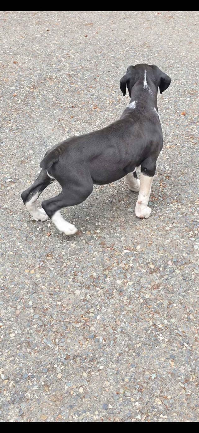 Boxer Puppies media 3
