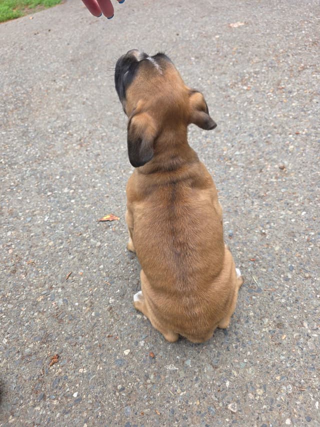 Boxer Puppies media 5