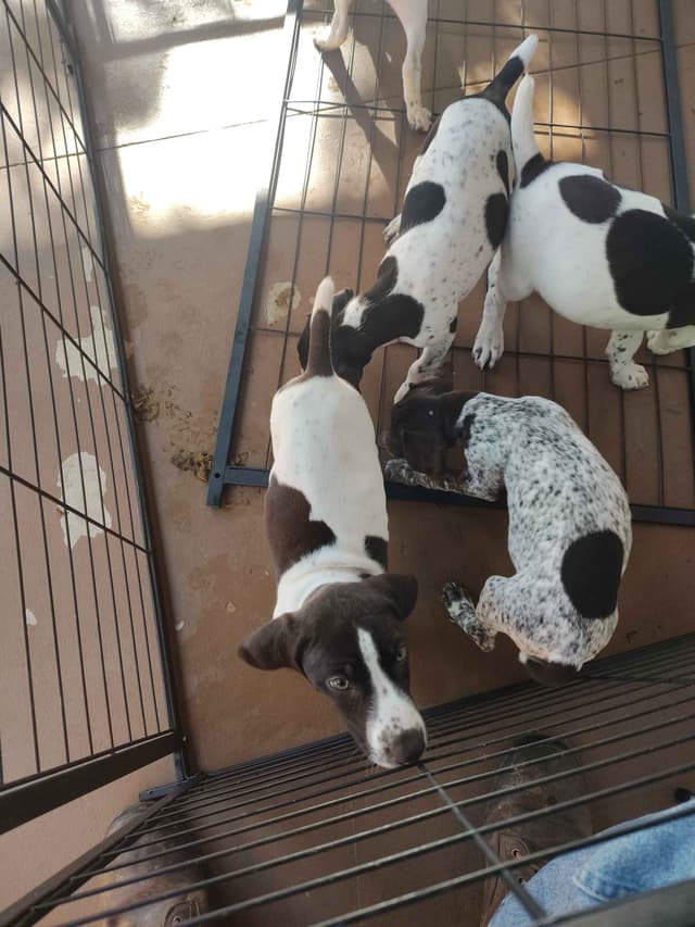 German Shorthaired Pointer Puppies media 2