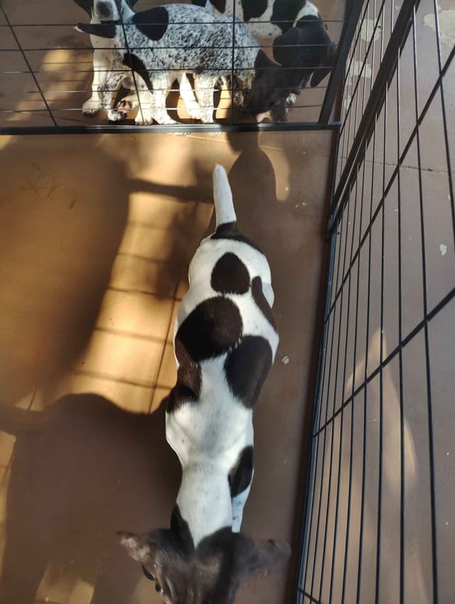 German Shorthaired Pointer Puppies media 4