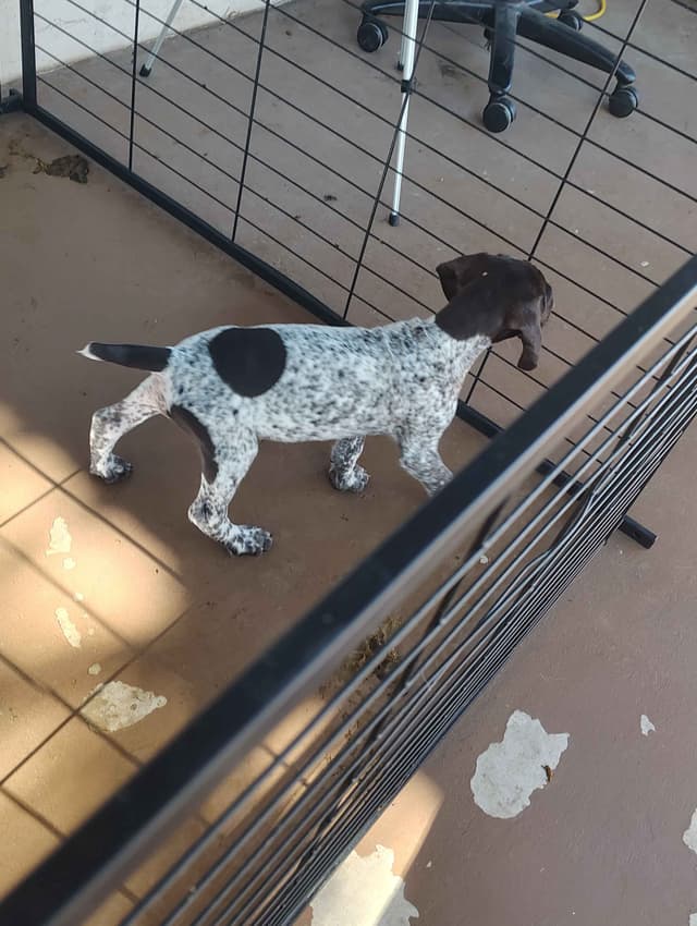 German Shorthaired Pointer Puppies media 5