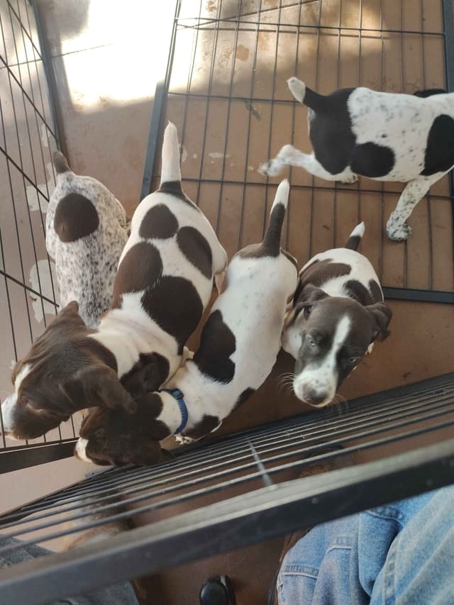 German Shorthaired Pointer Puppies media 3