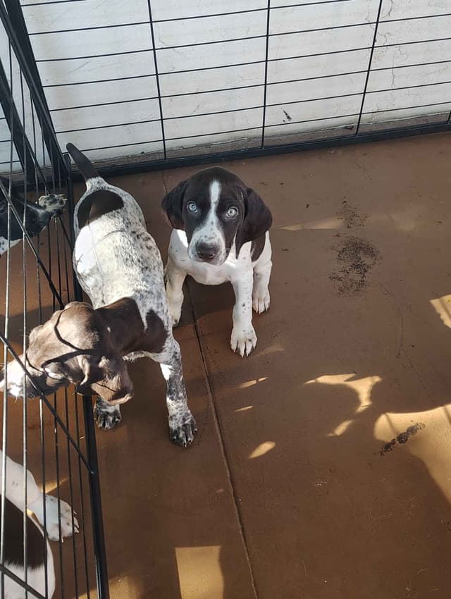 German Shorthaired Pointer Puppies media 6