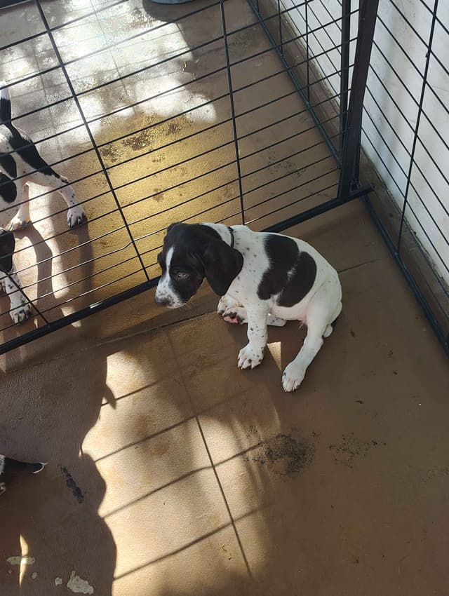 German Shorthaired Pointer Puppies media 7
