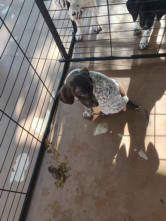 German Shorthaired Pointer Puppies media 8