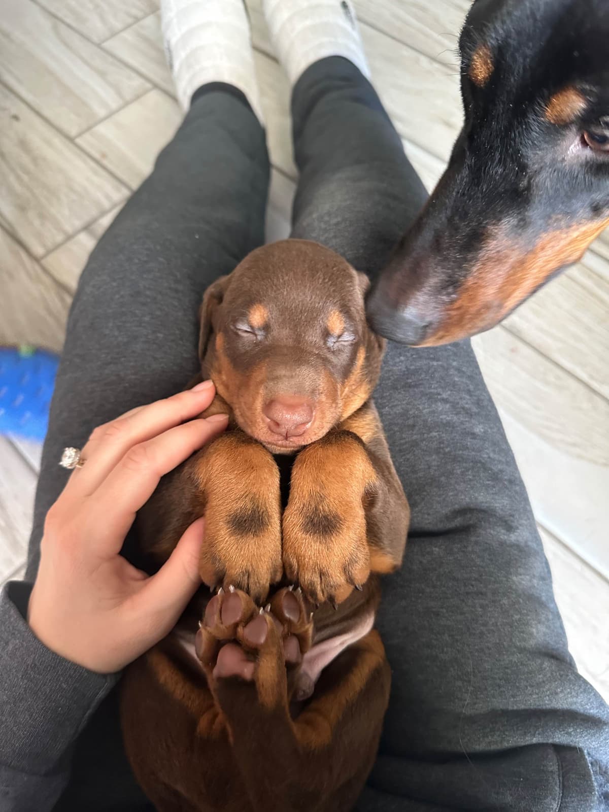 Doberman Pinscher Puppies breeder image 1