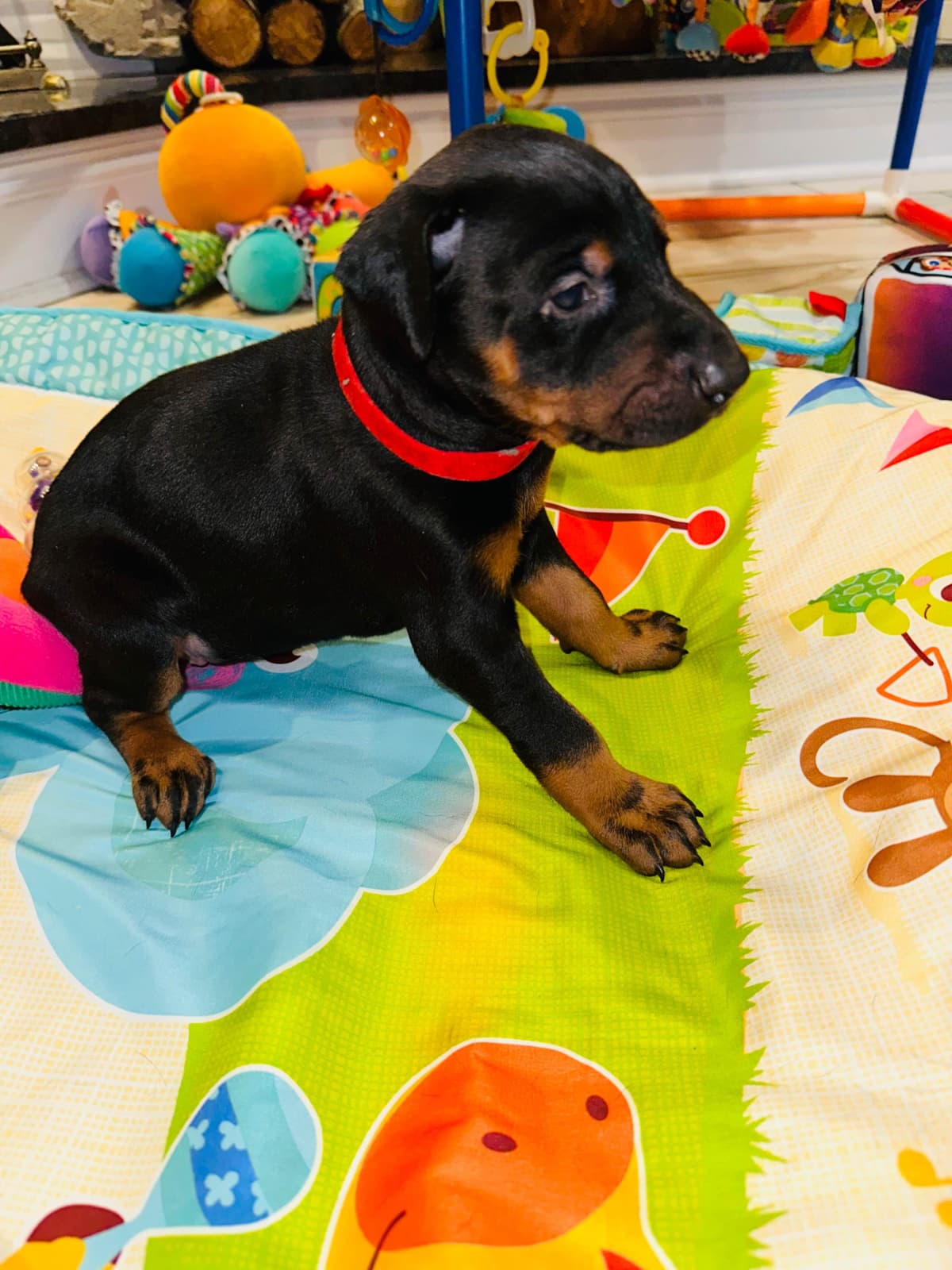 Doberman Pinscher Puppies breeder image 2