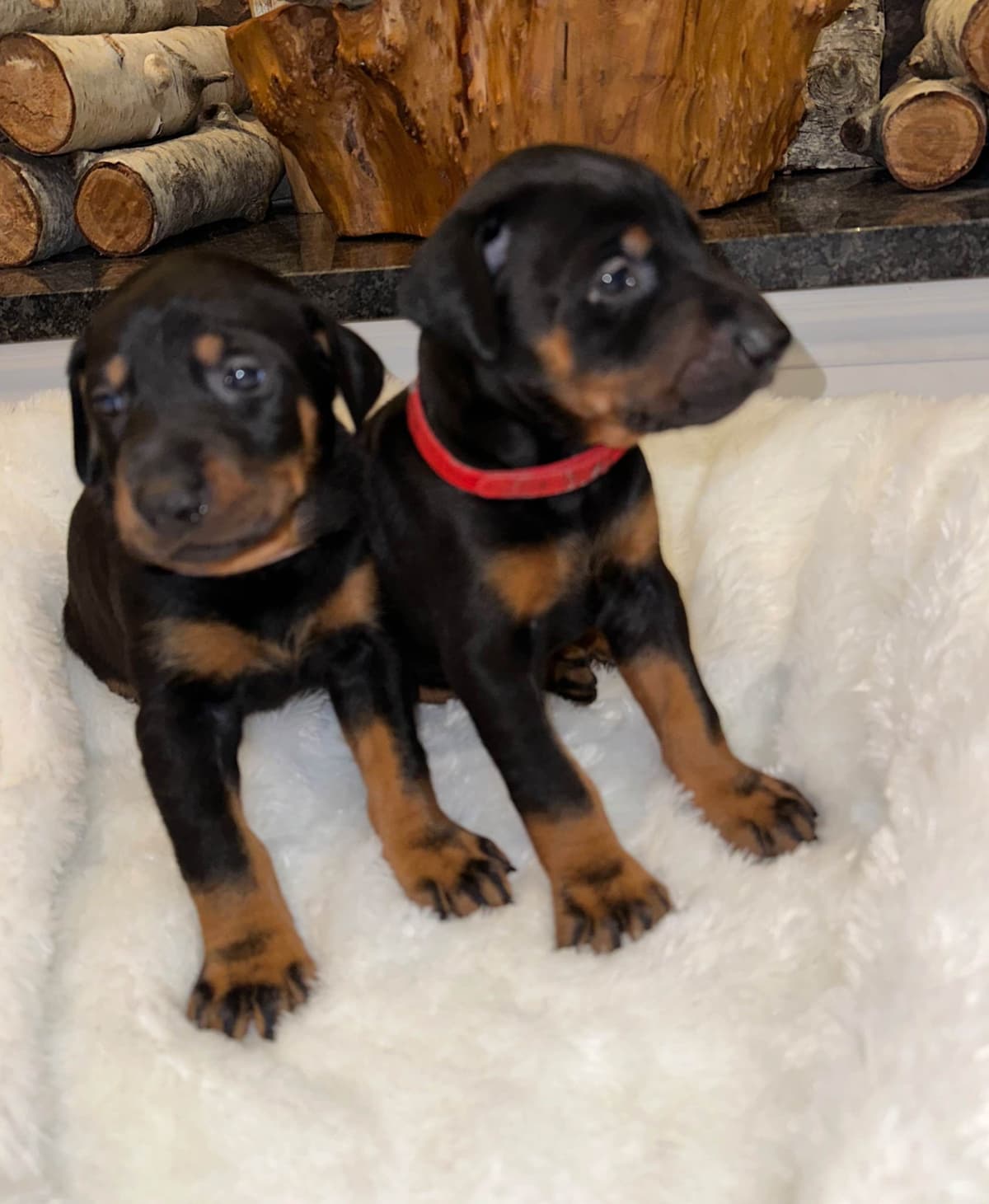 Doberman Pinscher Puppies breeder image 5