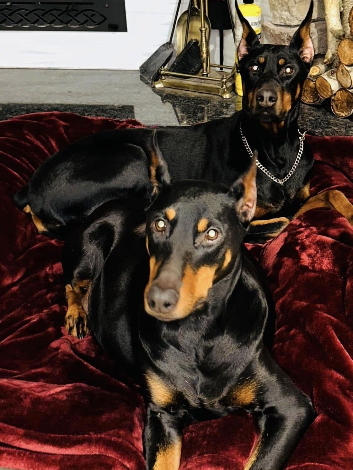 Doberman Pinscher Puppies breeder image 7