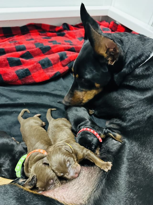 Doberman Pinscher Puppies media 2