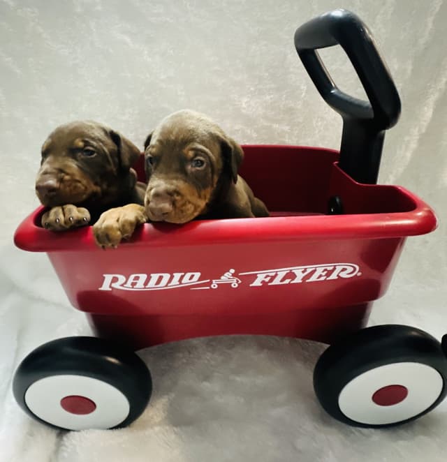 Doberman Pinscher Puppies media 3