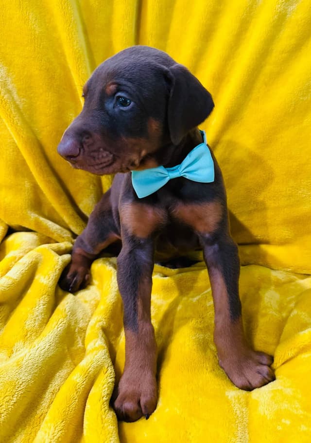 Doberman Pinscher Puppies media 6