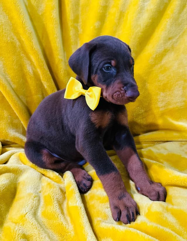 Doberman Pinscher Puppies media 5