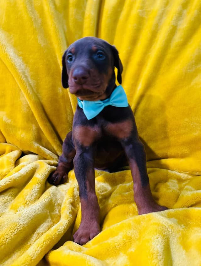Doberman Pinscher Puppies media 7