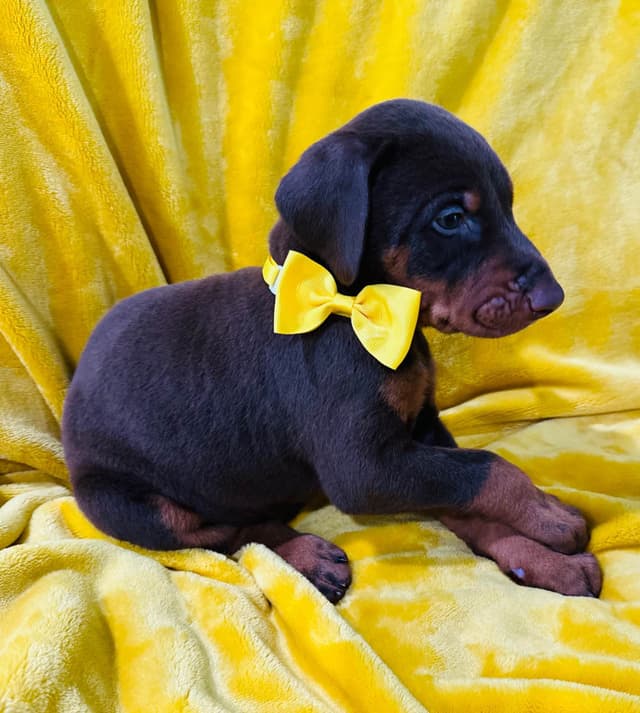Doberman Pinscher Puppies media 8