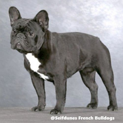 French Bulldog Puppies - Champion Parents media 3