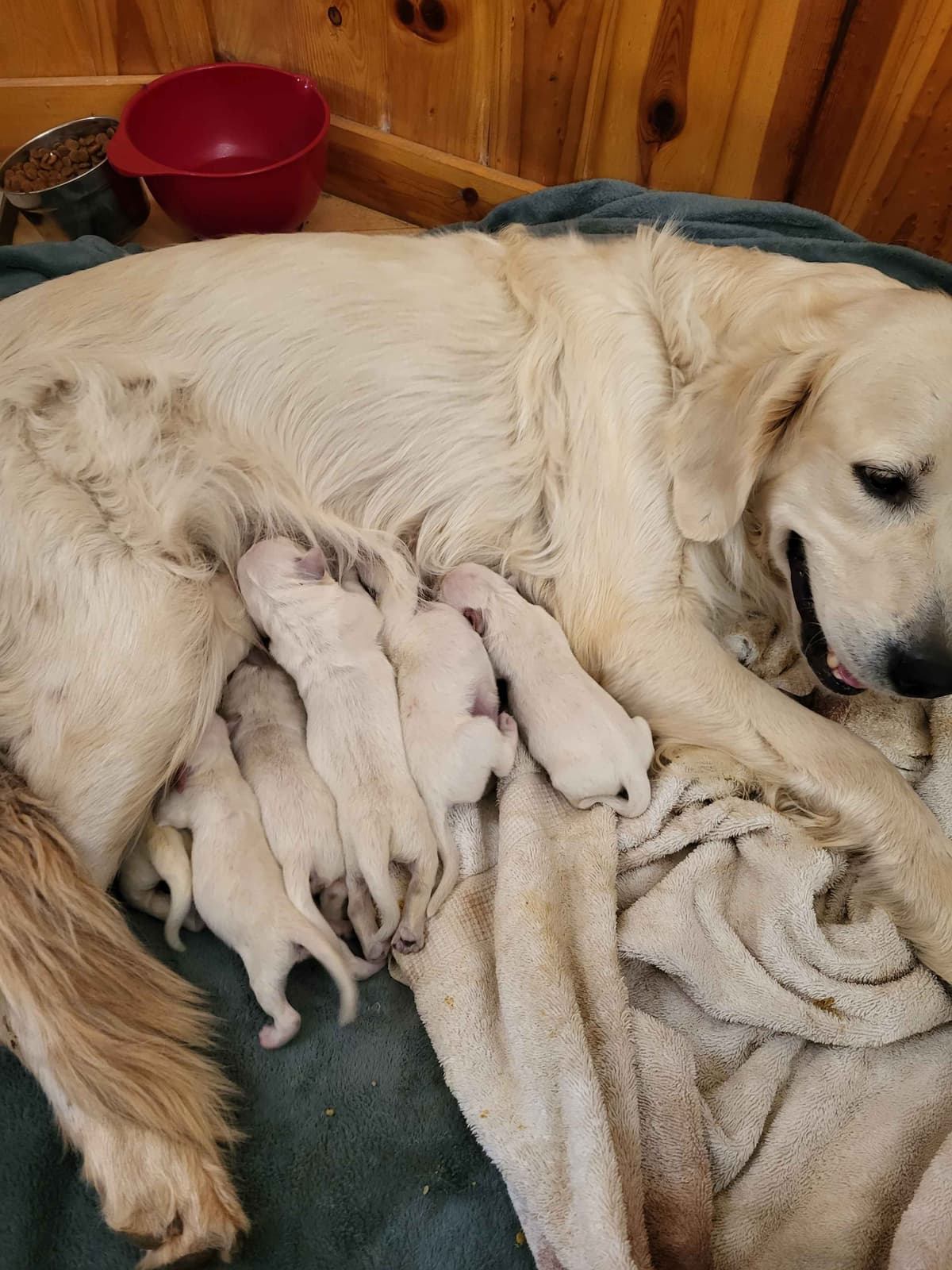 Golden Retrievers breeder image 1