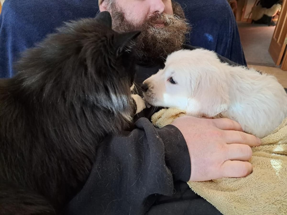 Golden Retrievers breeder image 3