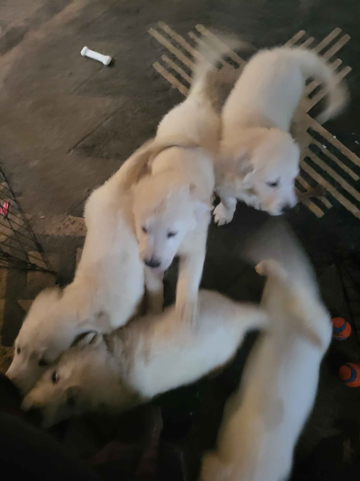 Golden Retrievers breeder image 4