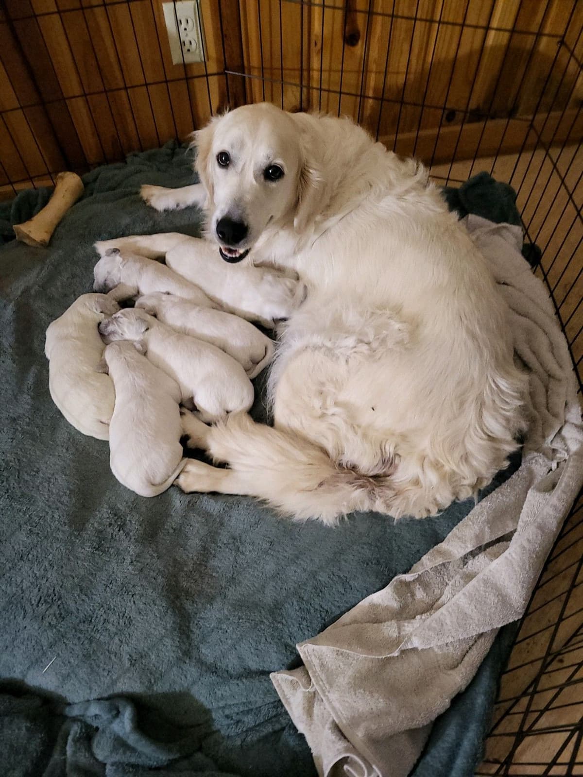 Golden Retrievers breeder image 7