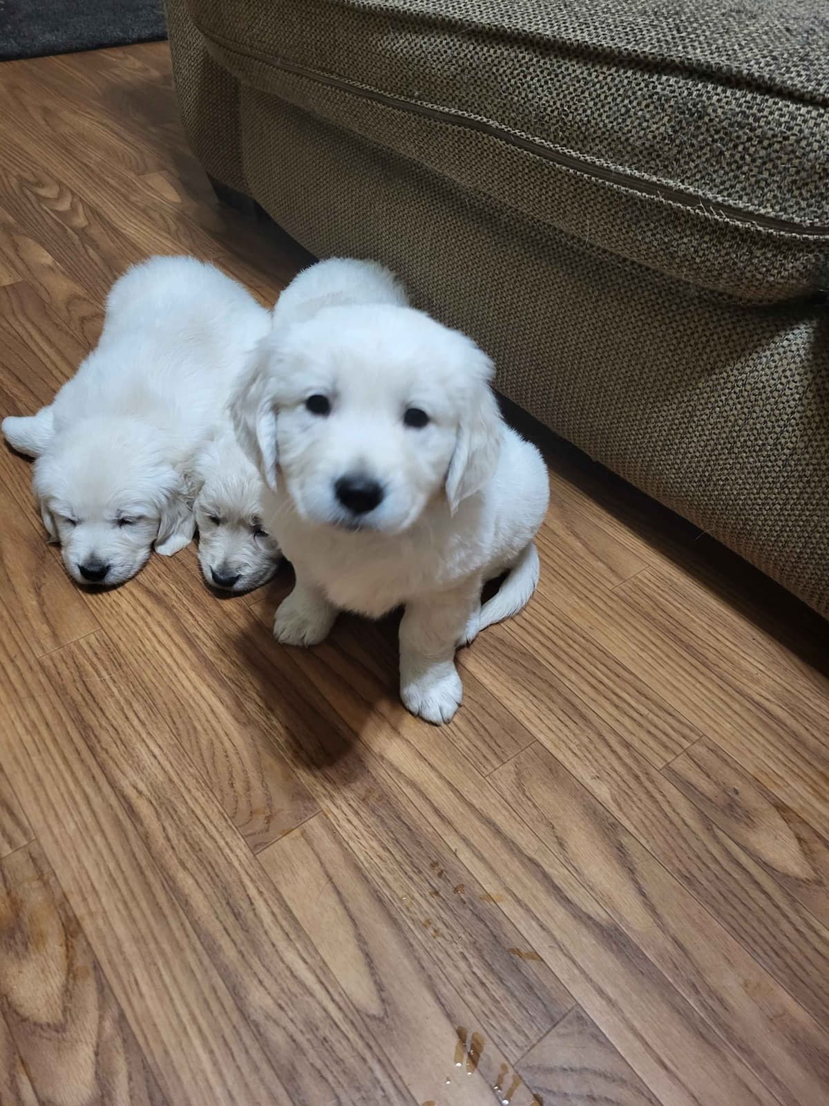 Golden Retrievers breeder image 8