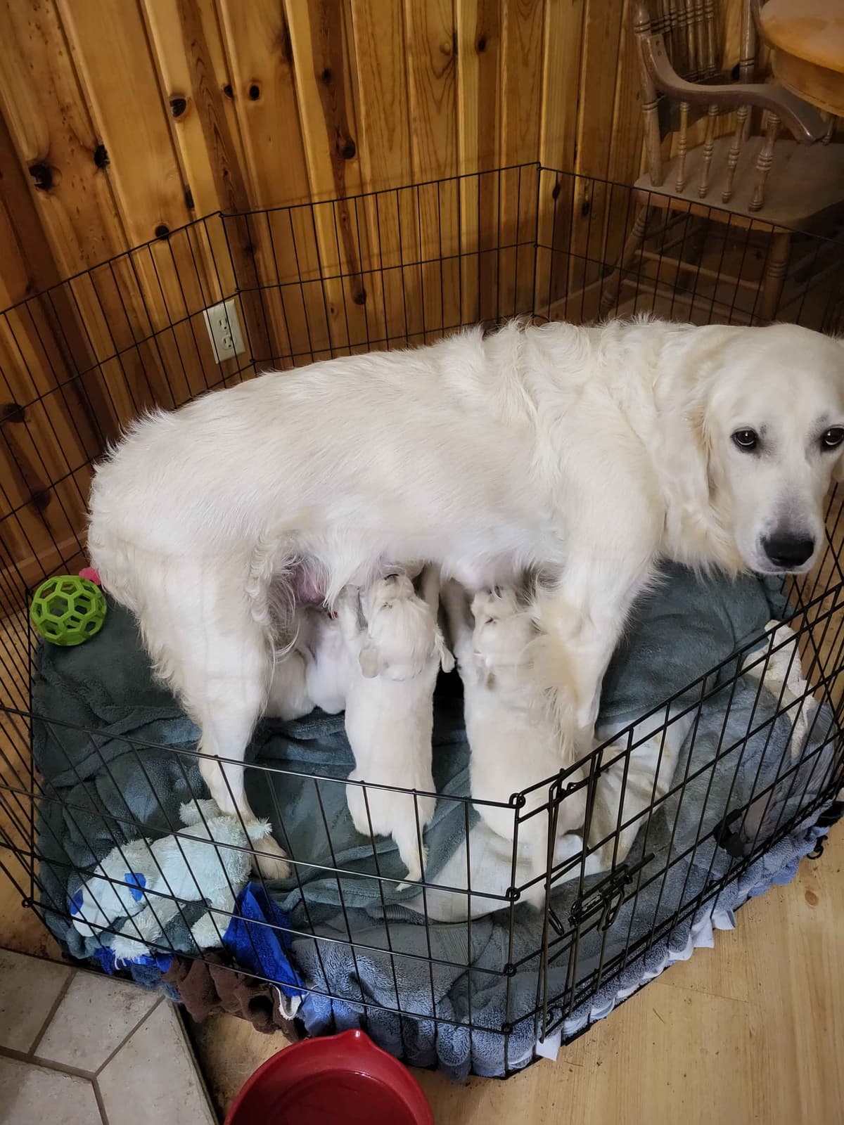 Golden Retrievers breeder image 10
