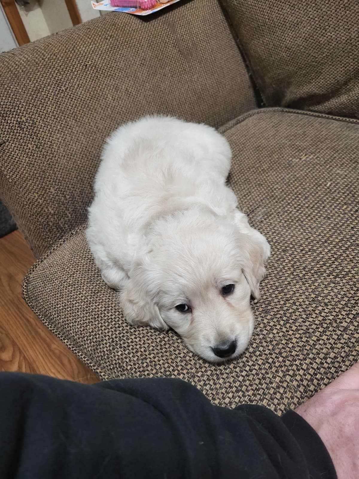 Golden Retrievers breeder image 11