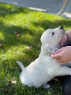 Golden Retrievers breeder image 12