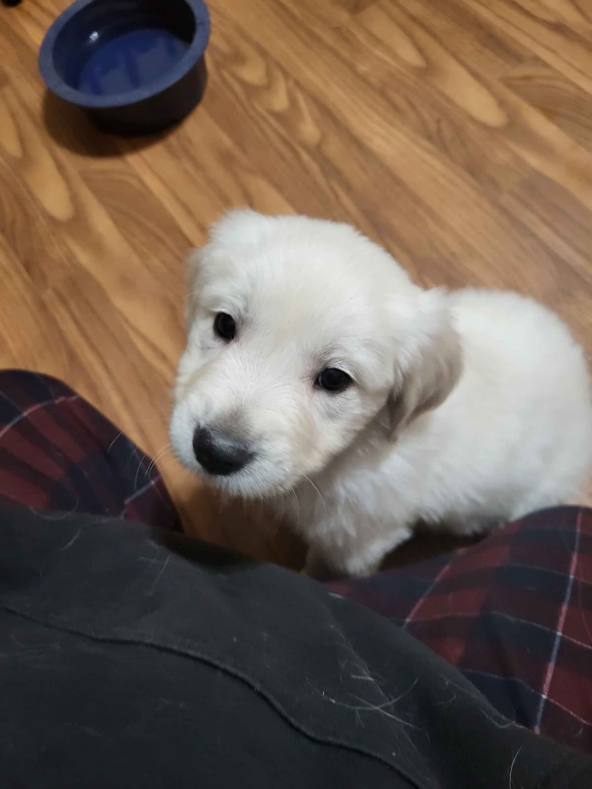 Golden Retrievers breeder image 14