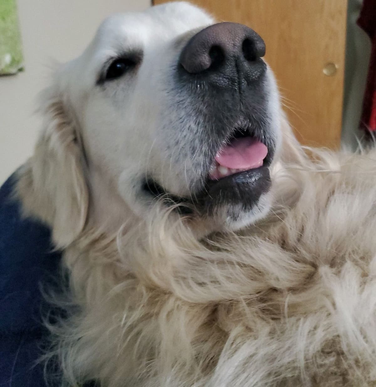 Golden Retrievers breeder image 15