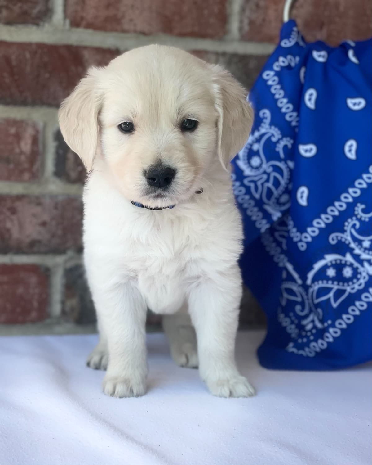 Golden Retrievers breeder image 17