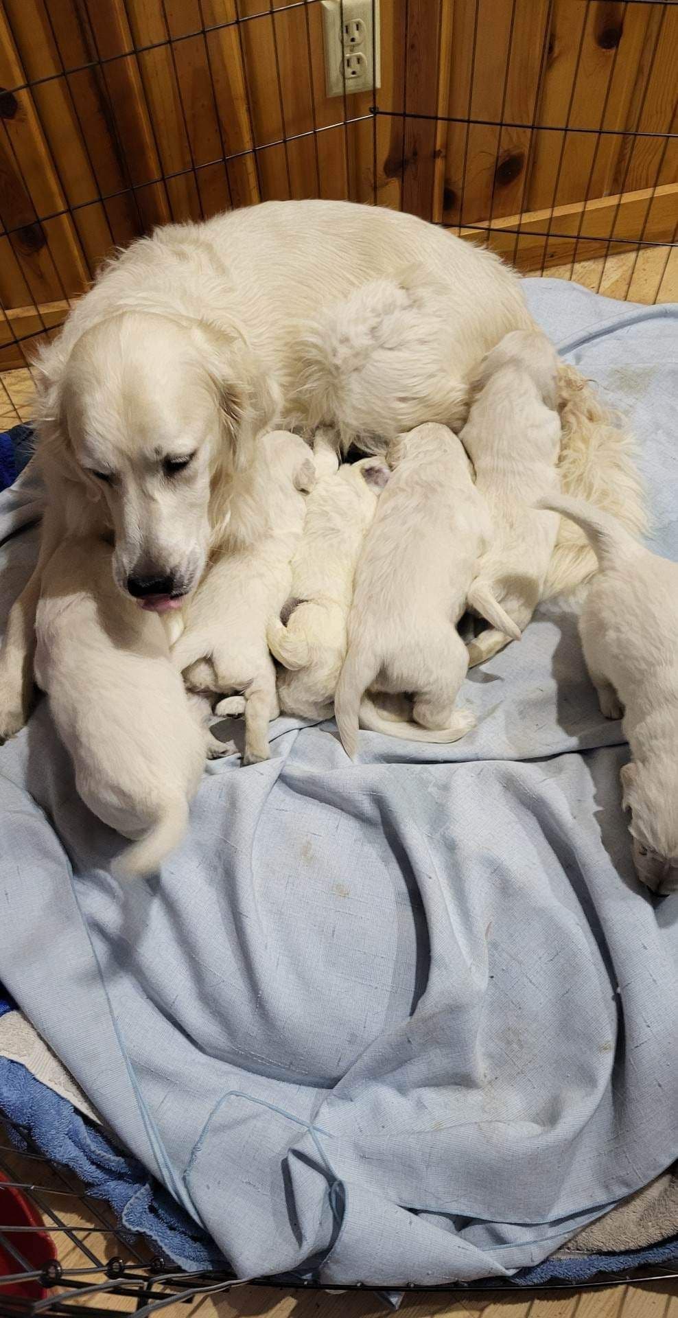 Golden Retrievers breeder image 18