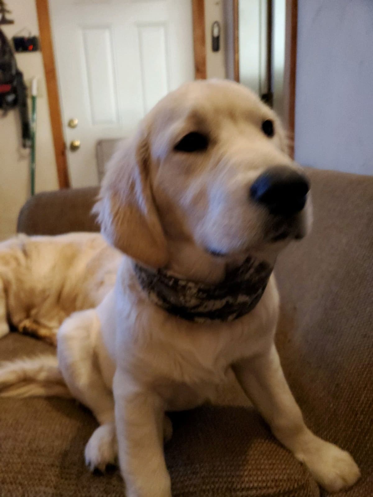Golden Retrievers breeder image 19