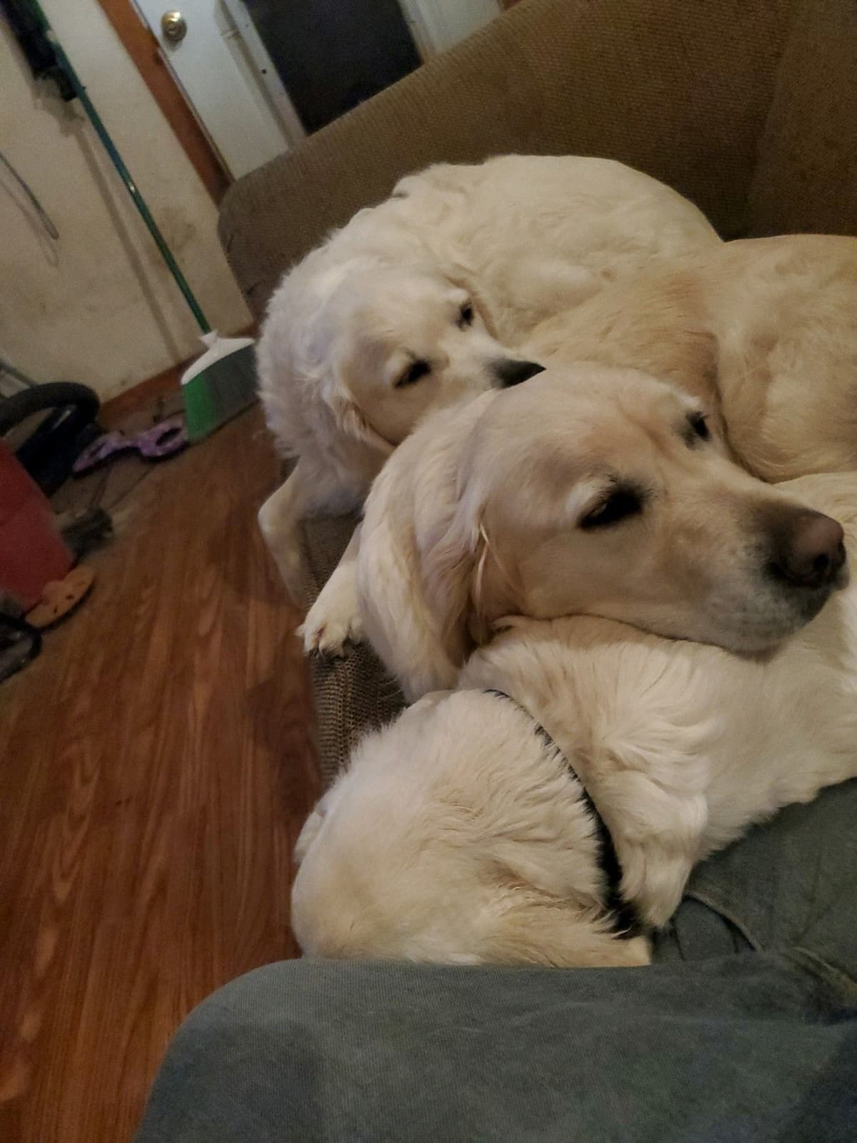 Golden Retrievers breeder image 20