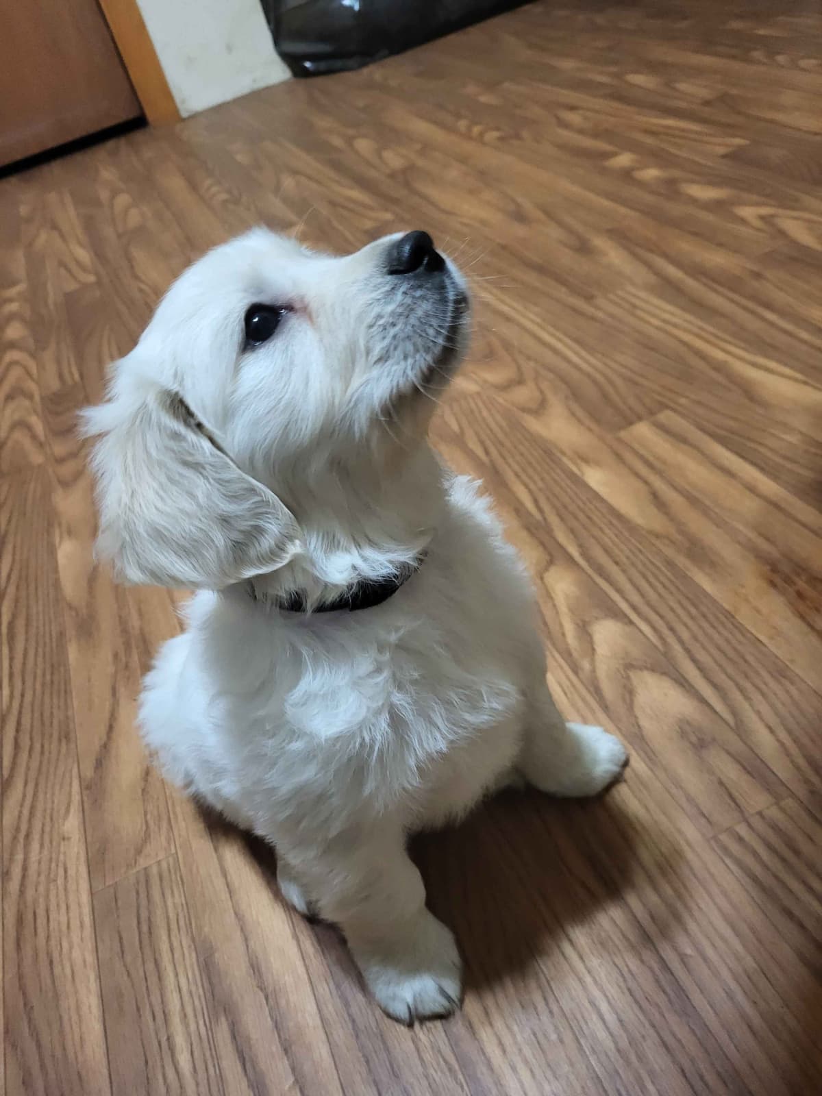 Golden Retrievers breeder image 23