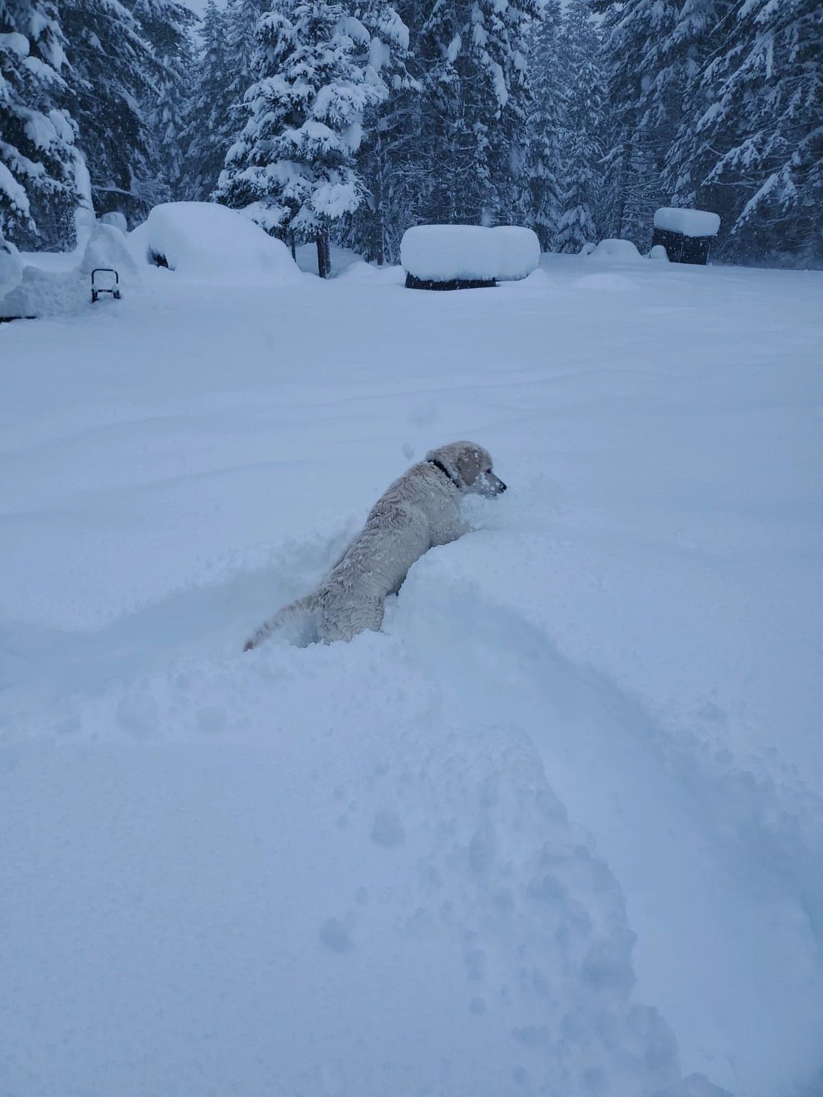 Golden Retrievers breeder image 22