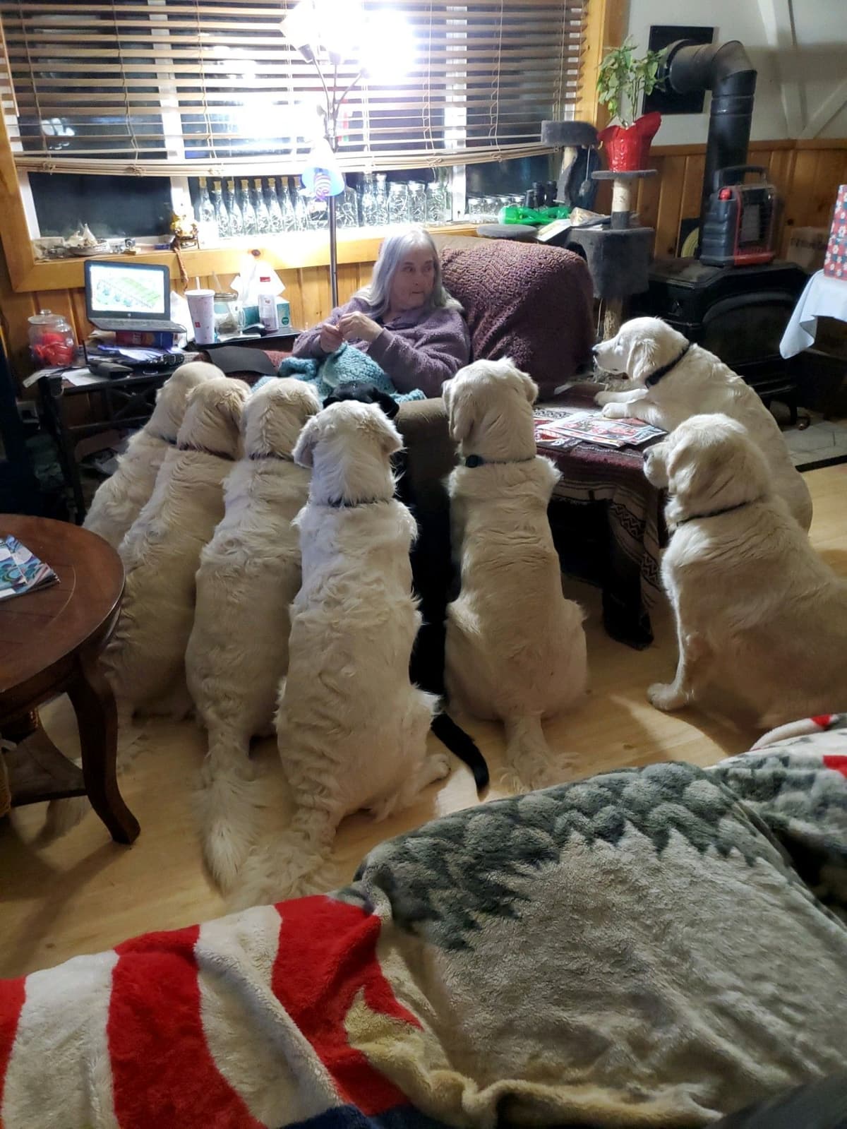 Golden Retrievers breeder image 24