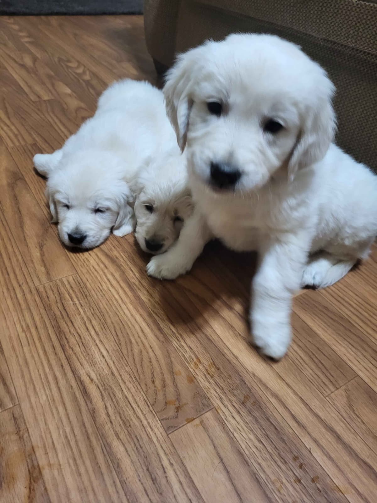 Golden Retrievers breeder image 25