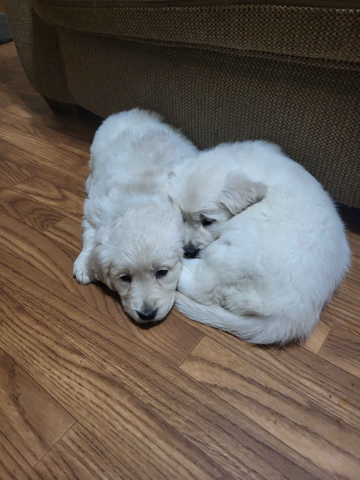 Golden Retrievers breeder image 26
